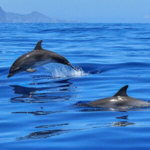Dolphins Hurghada excursion book online